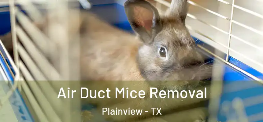 Air Duct Mice Removal Plainview - TX